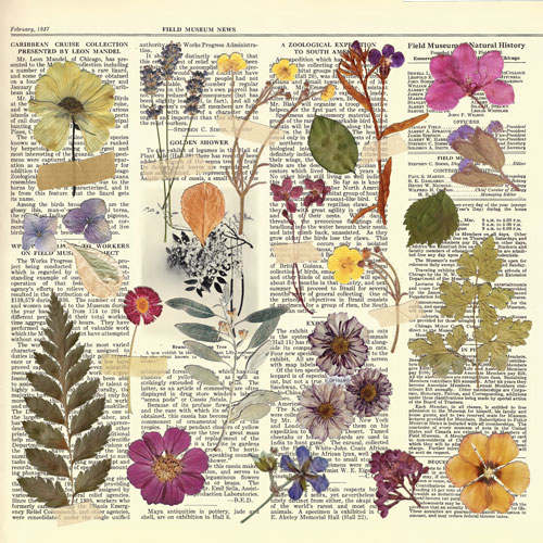 Doppelseitig Scrapbooking Papiere Satz Summer botanical story, 30.5 cm x 30.5 cm, 10 Blätter - foto 6  - Fabrika Decoru