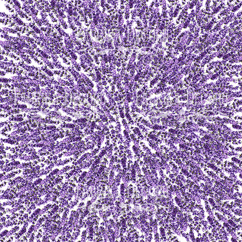 Doppelseitiges Scrapbooking-Papierset Lavender Provence, 20 cm x 20 cm, 10 Blätter - foto 5  - Fabrika Decoru