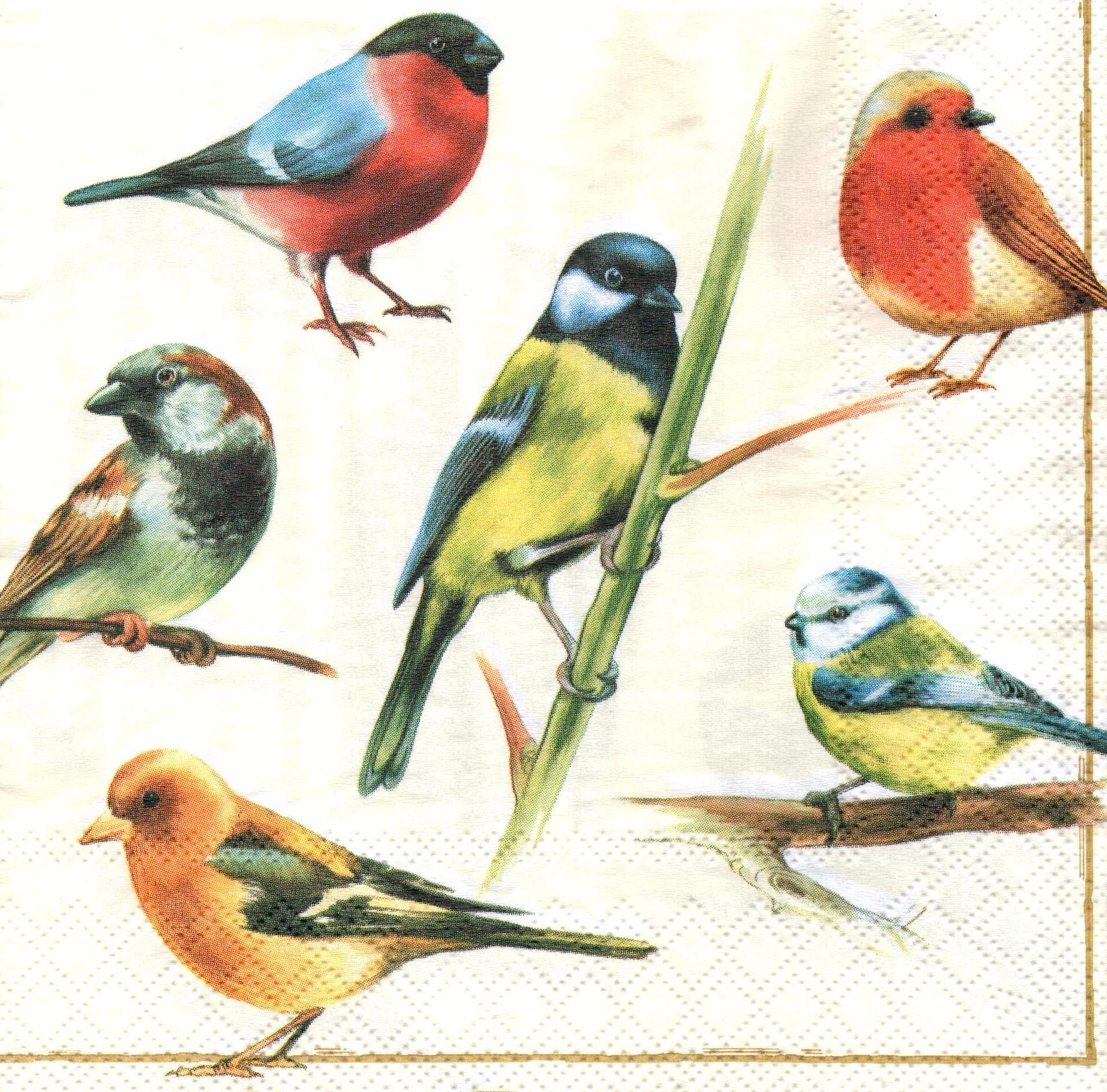 Птицы на одном листе