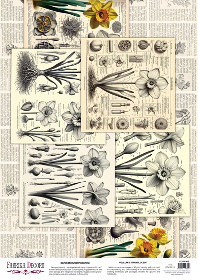 Arkusz kalki z nadrukiem, Deco Vellum, format A3 (11,7" х 16,5"), "Spring Botanical Story Żonkile" - Fabrika Decoru
