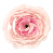 цветок пиона maxi нежно-розовый, 1шт
