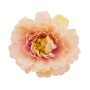 Pfingstrose Blume Creme mit hellrosa, 1St