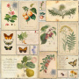 Double-sided scrapbooking paper set Summer botanical diary 8"x8", 10 sheets - 9