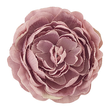 Pfingstrose Blume maxi Aschiges Rosa, 1St
