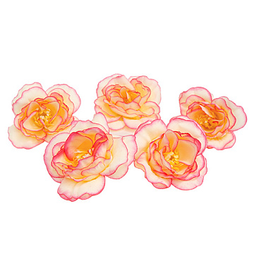 Kwiaty róży, owoce dzikiej róży kremowe z jasnym różem, 1 szt.