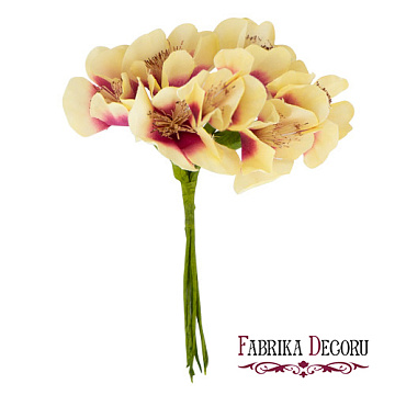 Blumenstrauß aus Karpatenglocken, Farbe Beige mit Magenta, 6 St